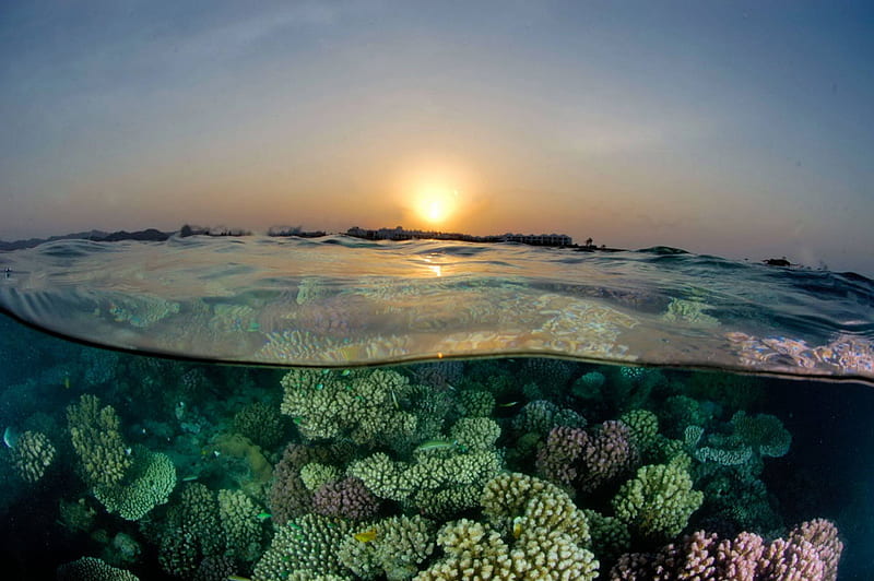 Sunset Reef, polynesia, reef, dusk, snorkel, sunset, twilight, sea ...