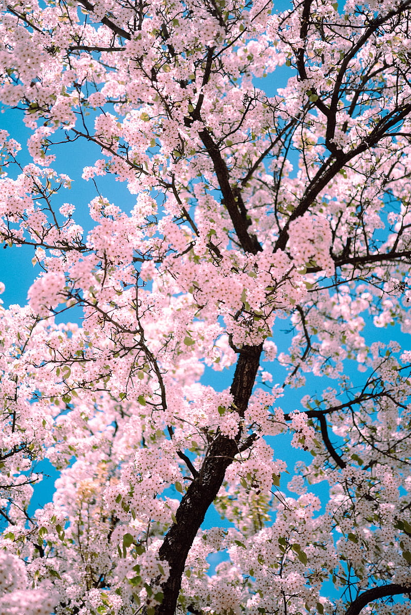 sakura, flowers, tree, branches, spring, pink, HD phone wallpaper