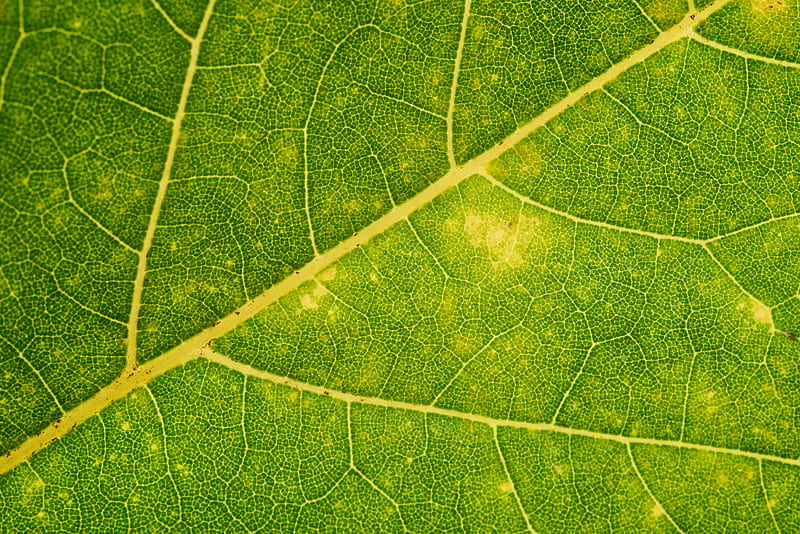 leaf, veins, green, macro, plant, HD wallpaper