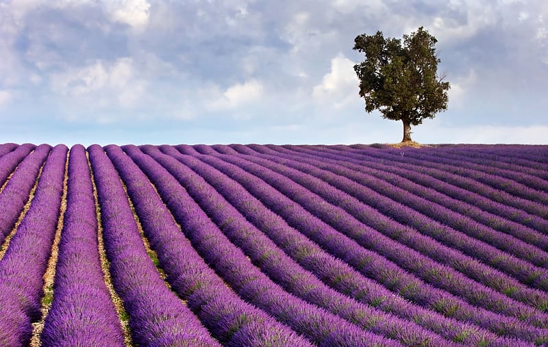 Flowers, Flower, Tree, , Field, Cloud, Lavender, Purple Flower, Lonely ...