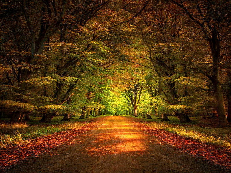 Autumn bliss, colors, forest, autumn, trees, HD wallpaper | Peakpx