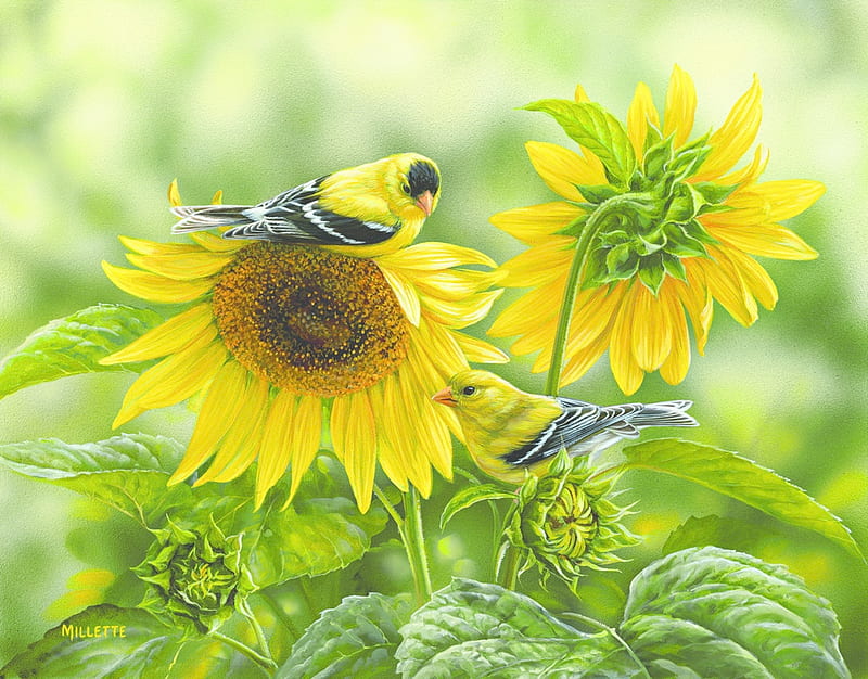 Birds, rosemary millette, sunflower, art, yellow, vara, green, bird, painting, flower, summer, pasari, pictura, HD wallpaper