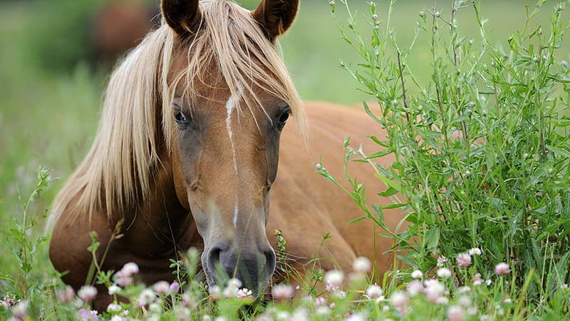 HORSE IN FLOWERS, brown horses, stallions, flowers, mares, nature, horses, meadow, HD wallpaper