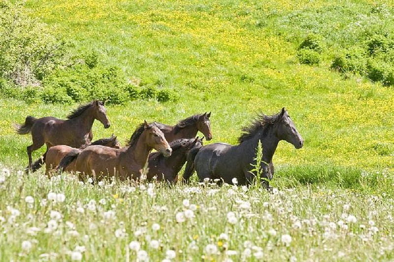 horses, nice, natur, hest, bonito, brun, HD wallpaper