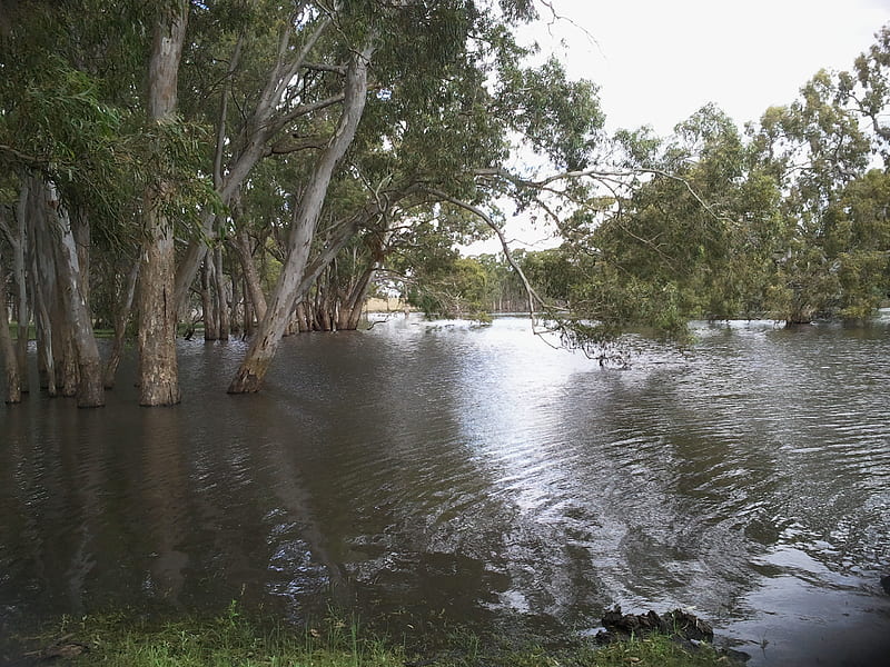 Poocher Swamp2, tree, water, drought, lake, HD wallpaper