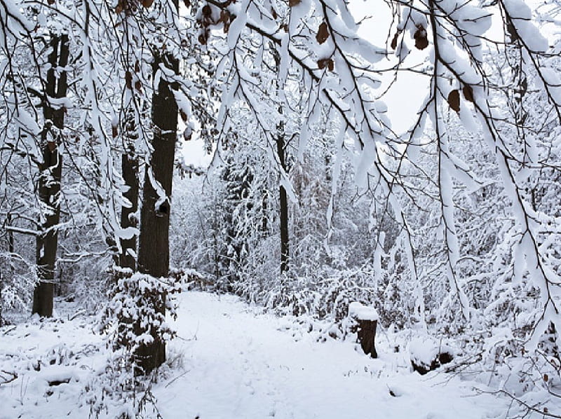 Snowy Forest Path, nature, forests, snow, winter, HD wallpaper | Peakpx