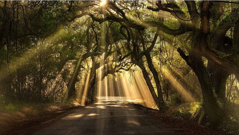 Sun Rays On The Forest Road, HD wallpaper Sun Rays On The Forest Road, HD wallpaper