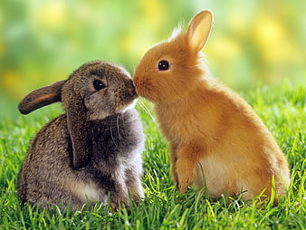 Sweet kiss, rabbit, grass, love, bunny, kiss, couple, animal, sweet, HD  wallpaper | Peakpx
