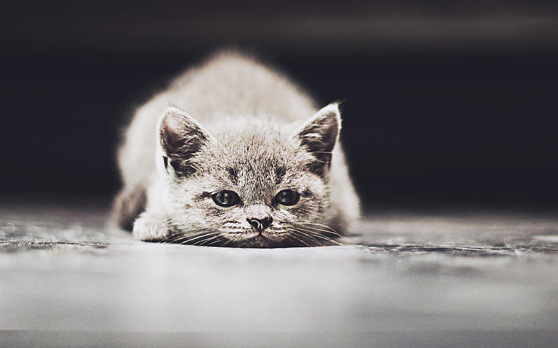 British Shorthair, kitten, gray cat, bokeh, cute animals, pets, cats, domestic cat, British Shorthair Cat, HD wallpaper