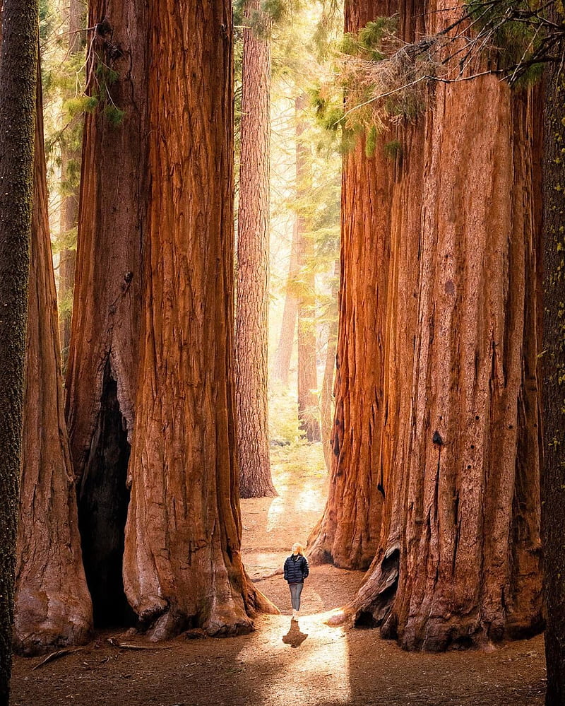 Road through Redwood Forest 8K wallpaper download
