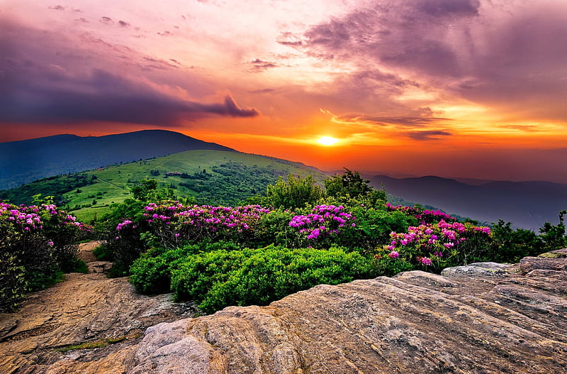 Sunset paradise, hills, pretty, rocks, amazing, lovely, fiery, bonito, sunset, spring, sky, valley, mountain, paradise, rhododendrone, summer, flowers, HD wallpaper