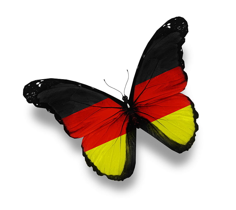 German Butterfly, black yellow, bright, german flag, white, wings, HD wallpaper