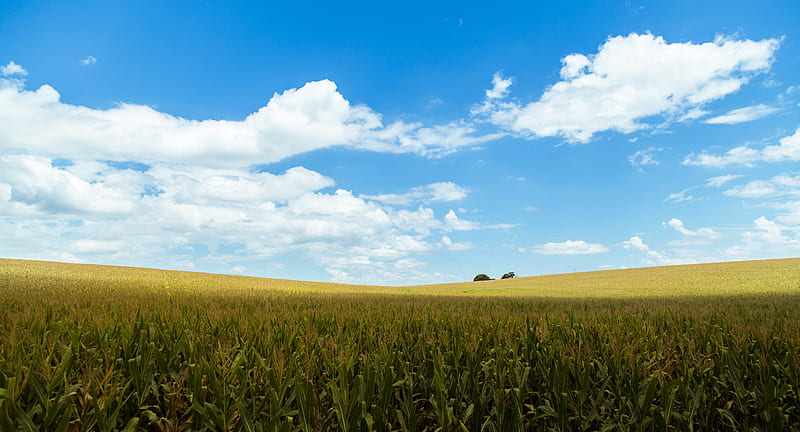 cropland, agriculture, field, clouds, sky, rural area, Landscape, HD wallpaper
