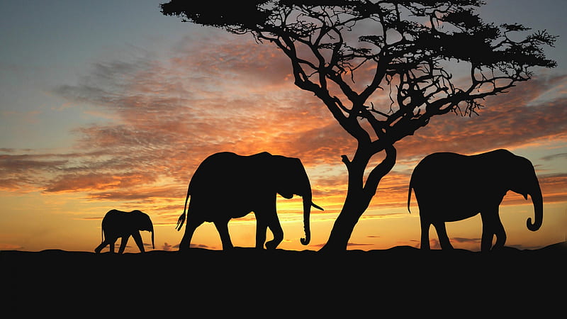 Elephants savanna, sunset, silhouette of elephants, Africa, HD wallpaper