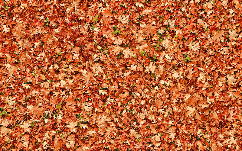 autumn leaves from top, orange leaves texture, autumn leaves, leaves texture, leaves patterns, orange leaf, macro, leaf pattern, leaves, leaf textures, orange leaves, HD wallpaper
