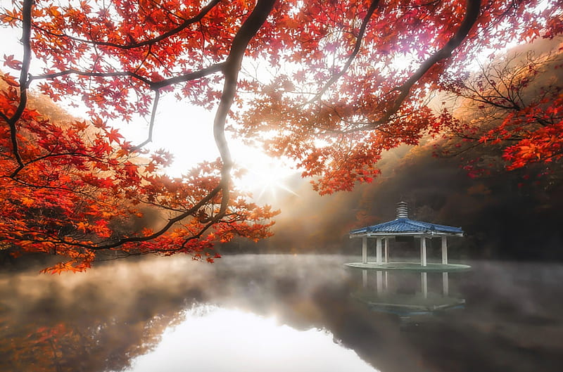 Korea, fall, autumn, Pavilion, trees, fog, mist, Awakening, sunrise, morning, light, HD wallpaper