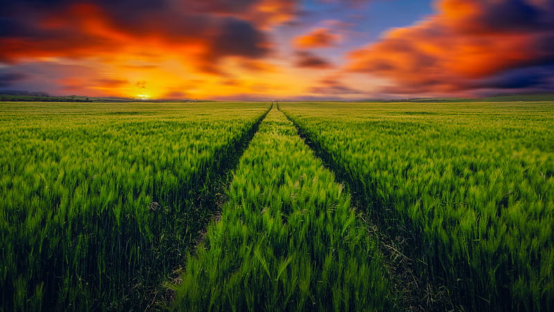 Green field, sunset, clouds, countryside, farming, agriculture, Landscape,  HD wallpaper | Peakpx