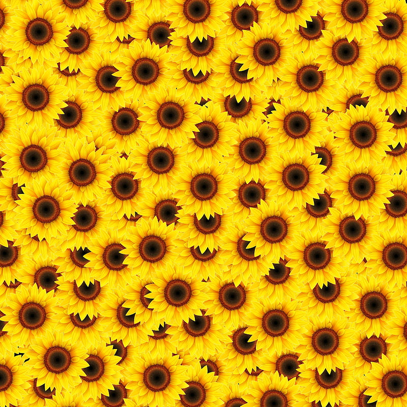Sunflower tex, flower, flowers, harvest, sun, texture, yellowtexture, HD  phone wallpaper | Peakpx