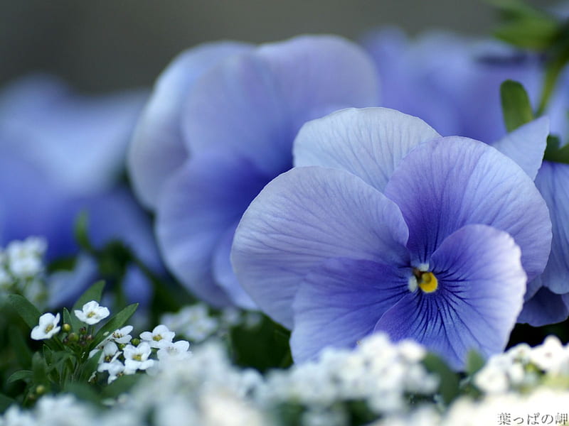 Azul y blanco, violeta, belleza, naturaleza, flor, Fondo de pantalla HD |  Peakpx