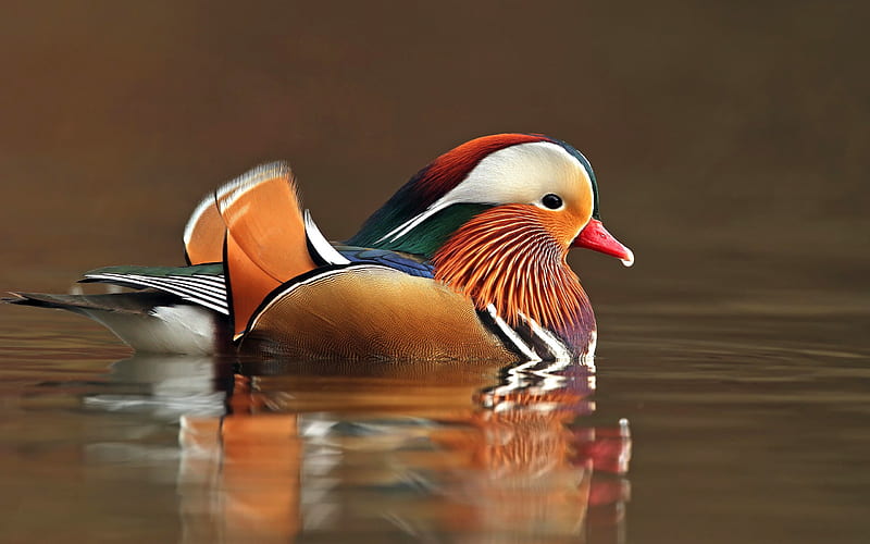 Duck mandarin, birds, lake, duck, beautiful bird, Aix galericulata, HD wallpaper