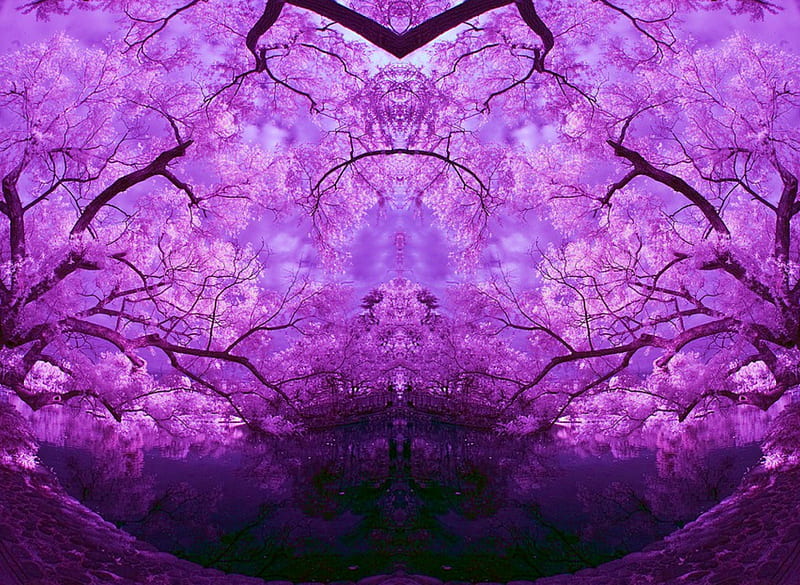 Purple tree HD wallpapers | Pxfuel