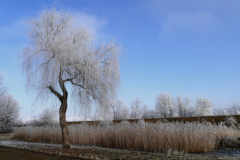 Winter Nature Frost Trees , winter, nature, trees, HD wallpaper