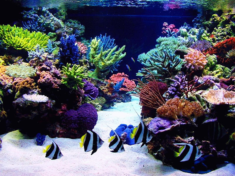 Aquarium, water, fish, animal, HD wallpaper | Peakpx