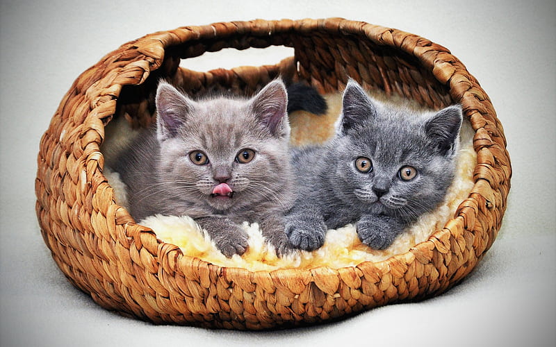 British Shorthair, kittens, gray cat, close-up, basket, domestic cat, yellow eyes, pets, cats, cute animals, British Shorthair Cat, HD wallpaper