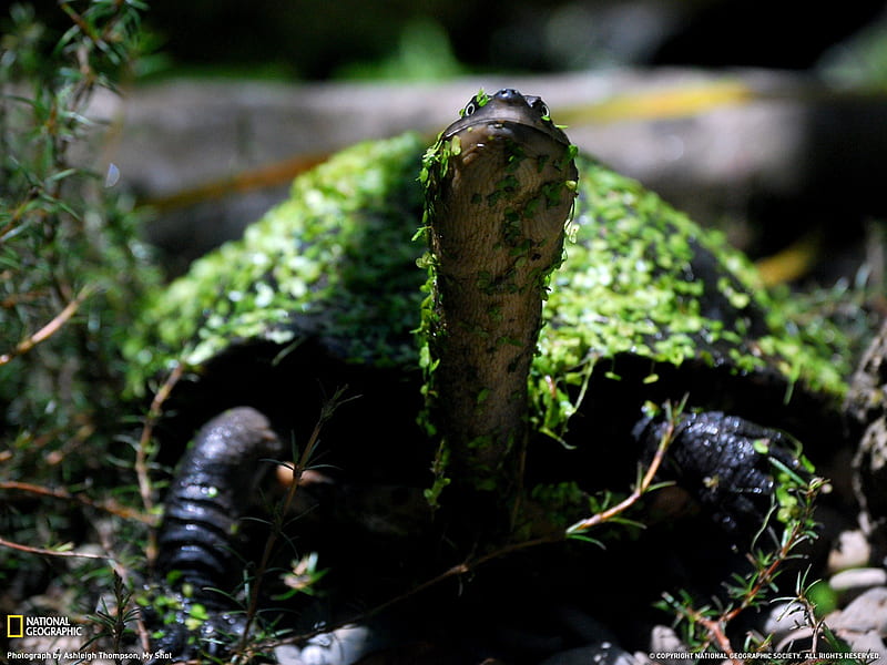 Leaves sub-turtle- National Geographic selected, HD wallpaper