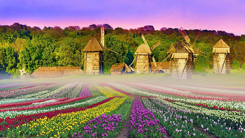 Museum of architecture in Pirohovo, tulips, bonito, antiquities, architecture, colorful, museum, Kiev, mill, Ukraine, capital, flowers, HD wallpaper