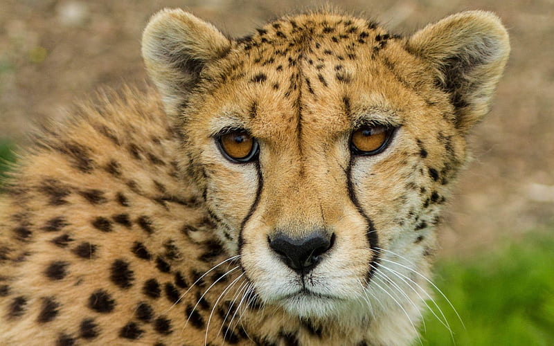 Cheetah, run, fast, animal, HD wallpaper | Peakpx
