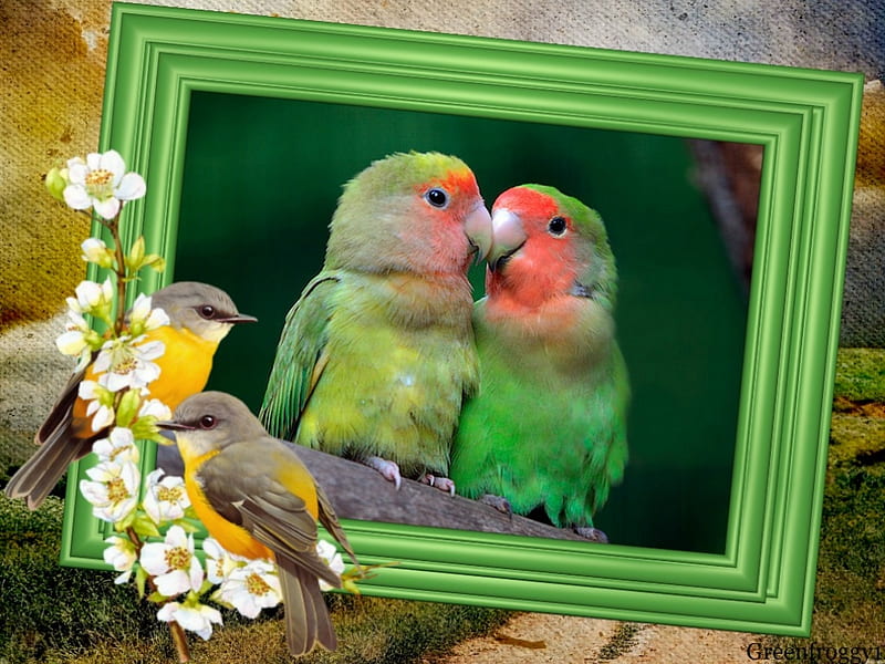 TWO LOVE BIRDS, BIRD, TWO, LOVE, HD wallpaper