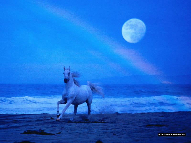 moonlight arabian stallion, horse, HD wallpaper