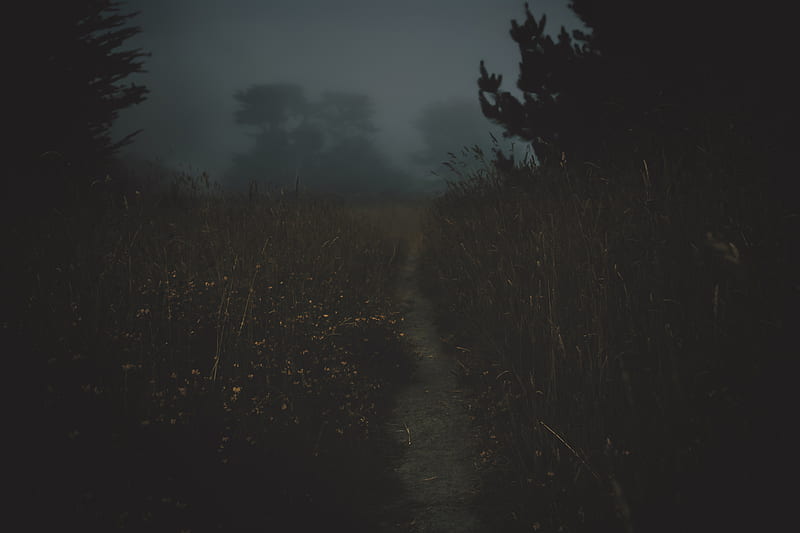 path, fog, dark, dusk, nature, HD wallpaper