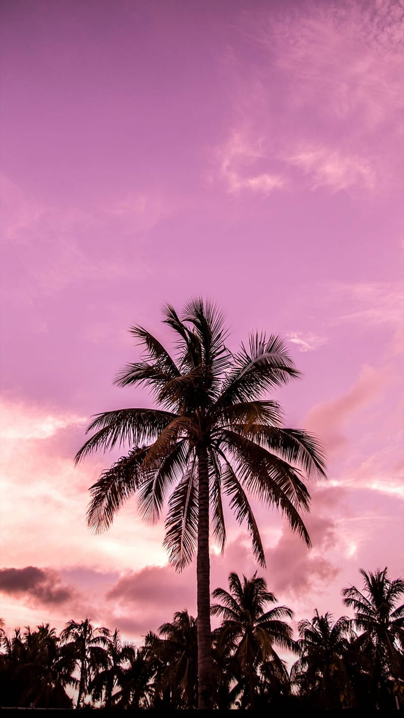 Palm tree, sunset, beach, miami, palmera, palms, playa, rose, south, sunset, HD phone wallpaper