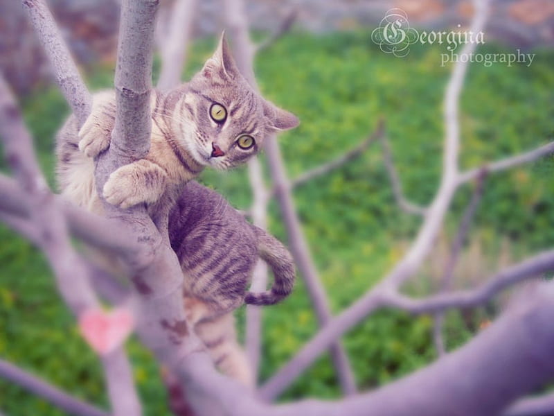 You can see spring from here, spring, cat, on a tree, tree, blossom, love, kitties, kitteh, cats, HD wallpaper