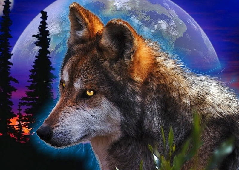 Lobo, bosque, luna, bonito, animal, Fondo de pantalla HD | Peakpx