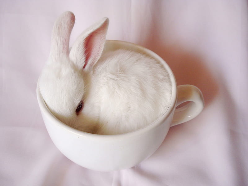white cup with rabbit, redeyed, hides, fuzz, small, Inside, HD wallpaper