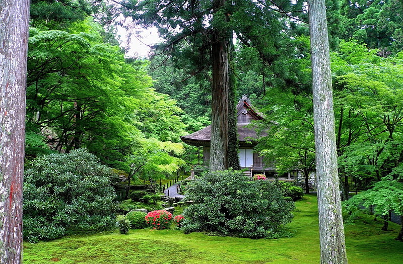 Park in Kyoto, japan, Japan, grass, greenery, bonito, park, trees, shrubs, bush, summer, garden, HD wallpaper