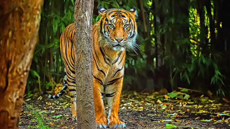 HD tiger in the forest wallpapers | Peakpx