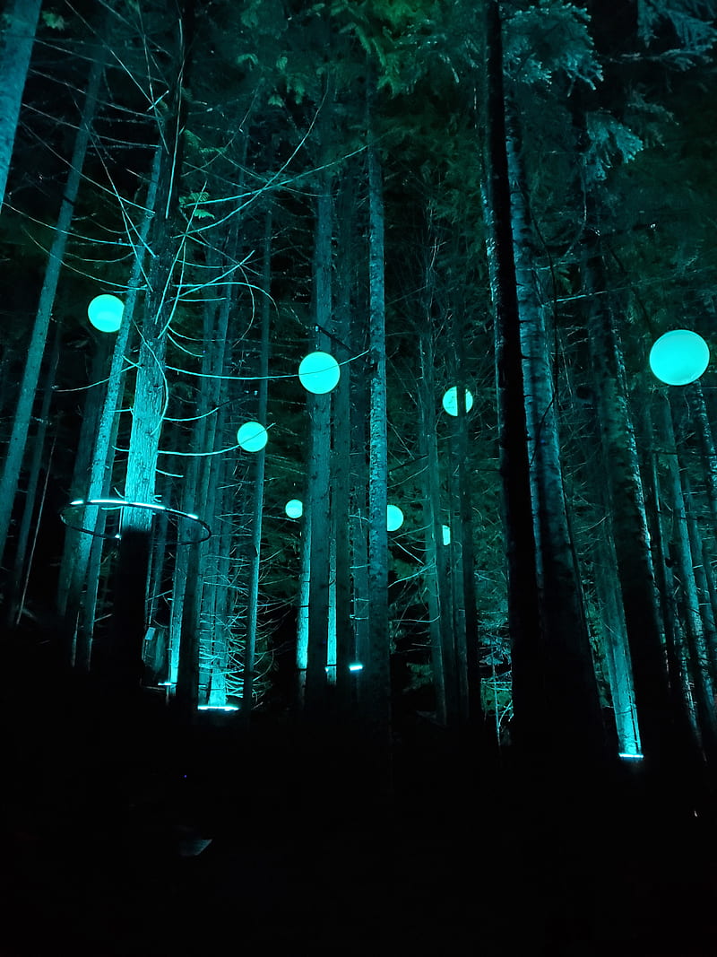 Mystical Forest, magical forest, mysterious night, whistler night walk, HD phone wallpaper