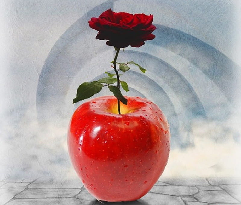 *, apple, beauty, collage, rose, HD wallpaper
