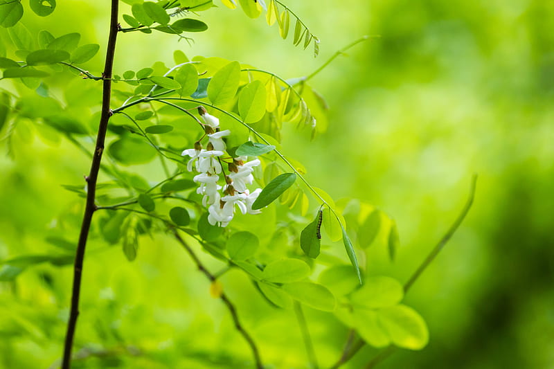 Acacia, flores, hojas, rama, macro, verde, Fondo de pantalla HD | Peakpx