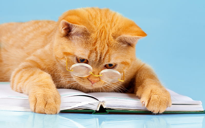 red cat, education concepts, scientist, pets, science concepts, clever cat, HD wallpaper