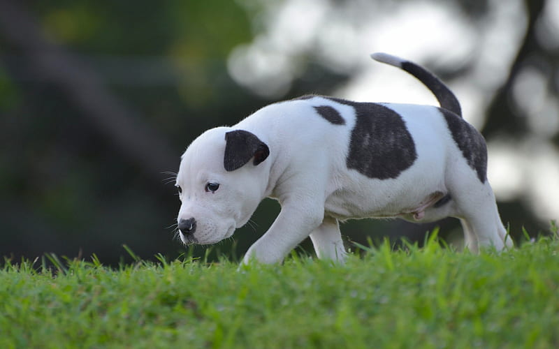 american pit bull terrier, white black small puppy, green grass, cute animals, pets, dogs, HD wallpaper