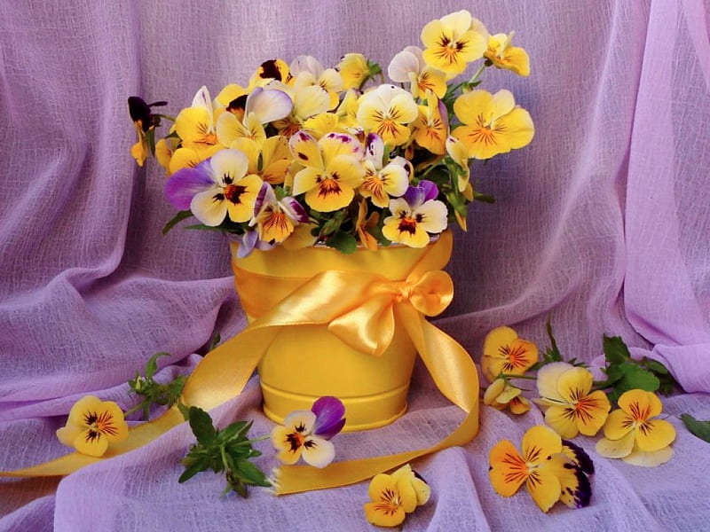 Floral gift, lovely, veil, ribbon, violets, yellow, pot, bonito, gift, delicate, floral, still life, love, pansies, flowers, pertty, harmony, HD wallpaper