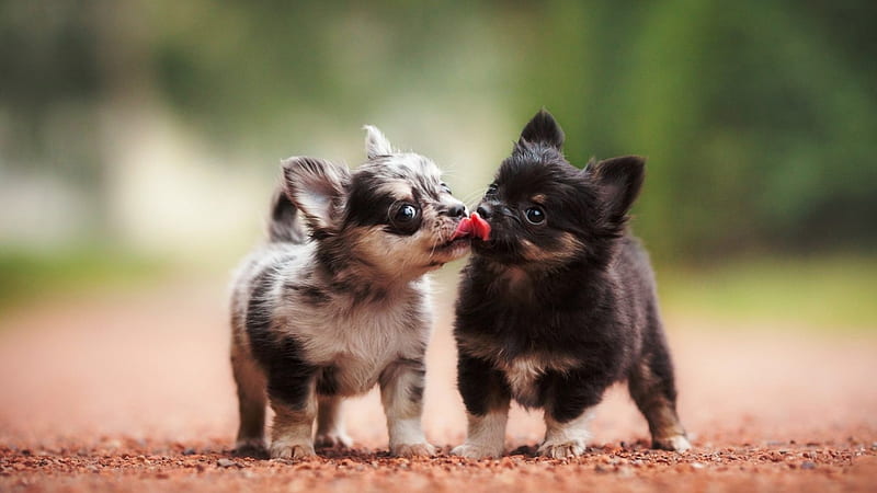 Best of friends, Friends, Licking, Happy, Puppies, HD wallpaper