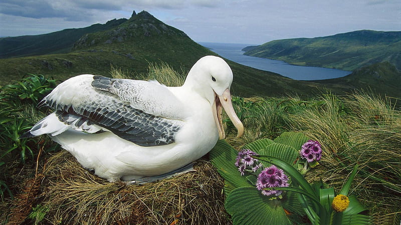 royal albatross campbell island new zealand-Beautiful bird graphy, HD wallpaper