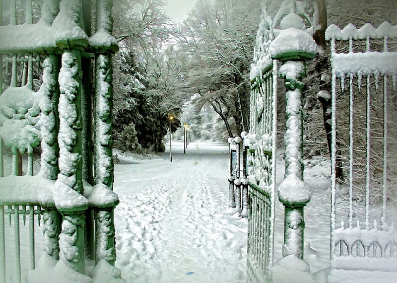 Looking Through the Gates, fence, tree, winter, gates, HD wallpaper