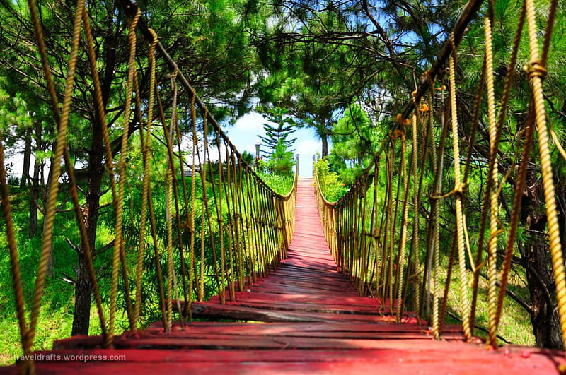 Hanging Bridge at Sierra Madre, sun, trees, wooden, natur, HD wallpaper